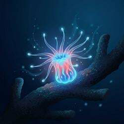 0xCoral