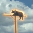 Bear On Pole