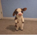 Bitcoin Cow