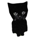 Bro the cat