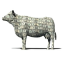 Cash Cow