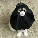 Catwifbag