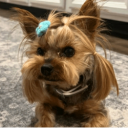 Dog Stolen From Tesla