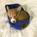 Doginhat
