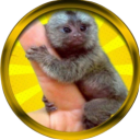 Finger Monkey