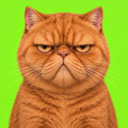 Grumpy Cat