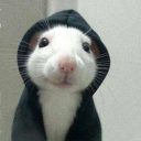 Hoodrat