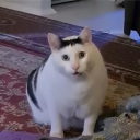 Huh The Viral Cat