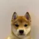 It's just a Dog