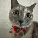 Just Elizabeth Cat