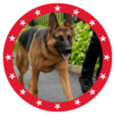 MAGA DOG