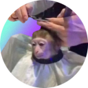 Monkeyhaircut