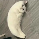 Mooncat