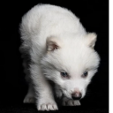 New Ancient DNA Cloned Wolf