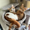 Peach and Pablo