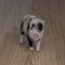 Petunia