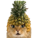 Pineapple Cat