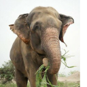 Raju the Elephant