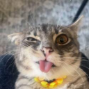 Rigby The Cat