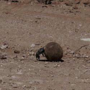 Sisyphean Beetle