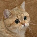 Starecat