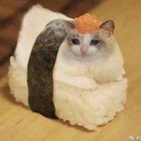 Sushi Cat