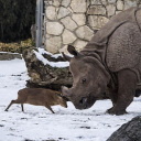 The Alpha Deer