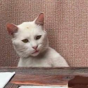 The Annoyed Cat