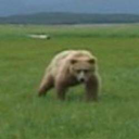 The Mercy Of The Bear