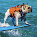The Surfing Frenchie