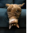 Upsidedowncat