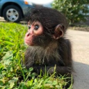 Winston spider monkey