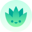 Agave