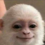 Albert the Monkey