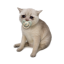 Baby Cash Cat
