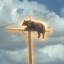 Bear On Pole