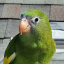 Bebe The Parrot
