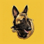 Belgian Malinois
