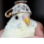 Birb