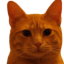 Bitcoin Cat