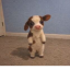 Bitcoin Cow