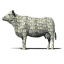 Cash Cow