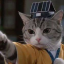 CatFu
