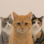 Cats