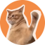 CatSlap