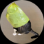 Catwifbag
