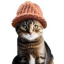 Catwifhat