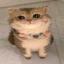 ChatGPT Cat