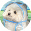COAT DOG