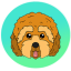 Cockapoo